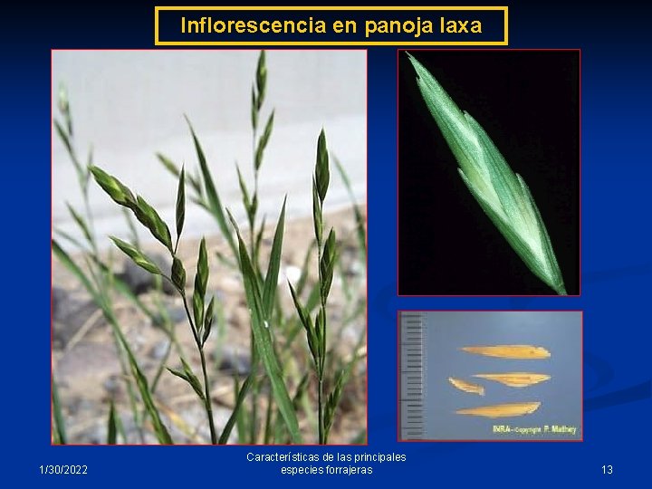 Inflorescencia en panoja laxa 1/30/2022 Características de las principales especies forrajeras 13 