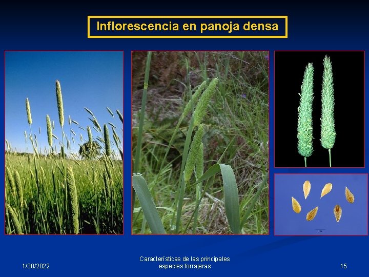 Inflorescencia en panoja densa 1/30/2022 Características de las principales especies forrajeras 15 