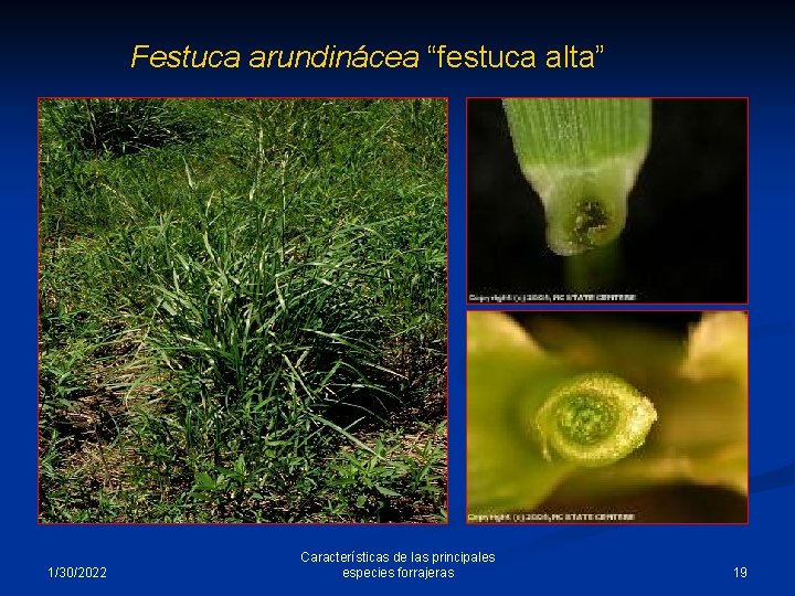 Festuca arundinácea “festuca alta” 1/30/2022 Características de las principales especies forrajeras 19 