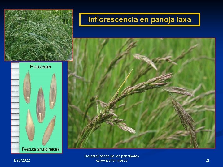 Inflorescencia en panoja laxa 1/30/2022 Características de las principales especies forrajeras 21 