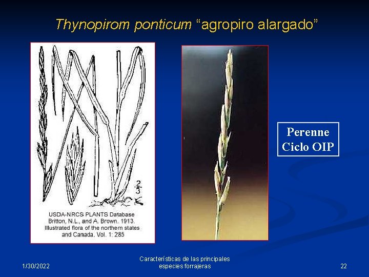 Thynopirom ponticum “agropiro alargado” Perenne Ciclo OIP 1/30/2022 Características de las principales especies forrajeras