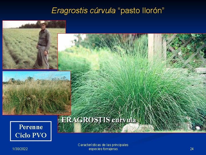Eragrostis cúrvula “pasto llorón” Perenne Ciclo PVO 1/30/2022 Características de las principales especies forrajeras