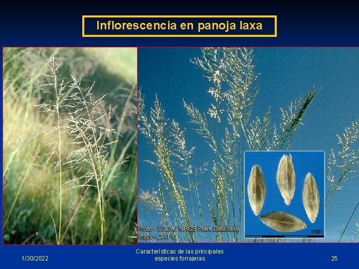 Inflorescencia en panoja laxa 1/30/2022 Características de las principales especies forrajeras 25 