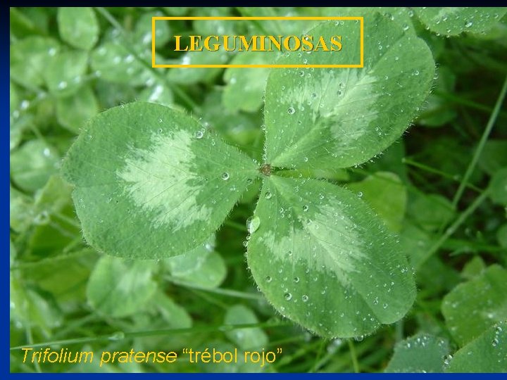 Inflorescencia en racimo terminal LEGUMINOSAS Características de las principales Trifolium pratense “trébol rojo” especies