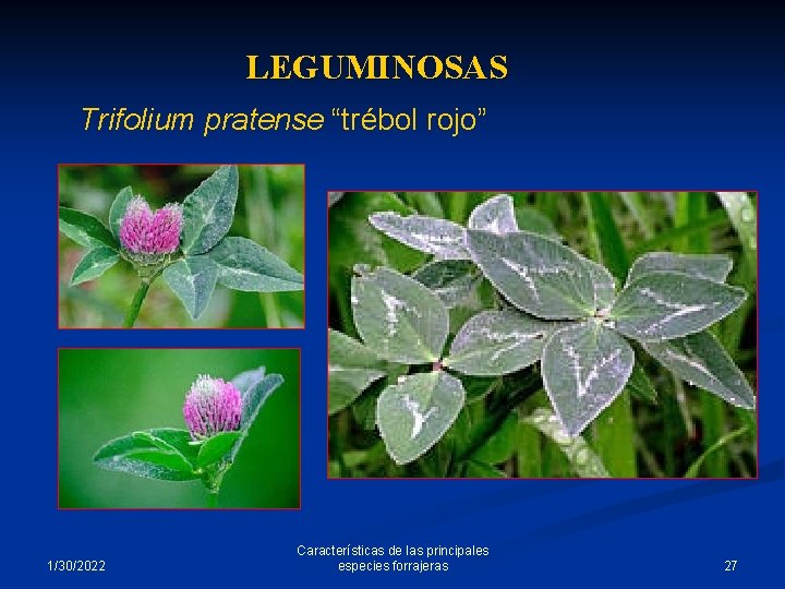 LEGUMINOSAS Trifolium pratense “trébol rojo” 1/30/2022 Características de las principales especies forrajeras 27 