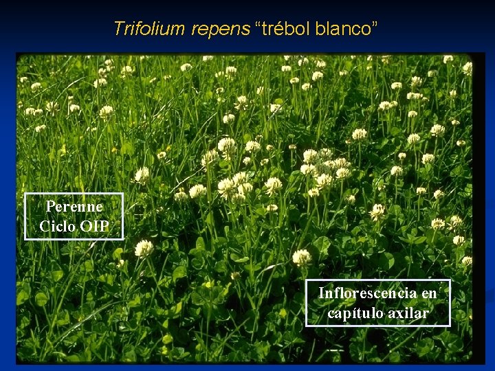 Trifolium repens “trébol blanco” Perenne Ciclo OIP Inflorescencia en capítulo axilar 1/30/2022 Características de