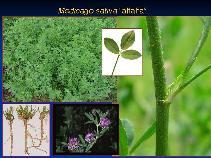 Medicago sativa “alfalfa” 1/30/2022 Características de las principales especies forrajeras 33 