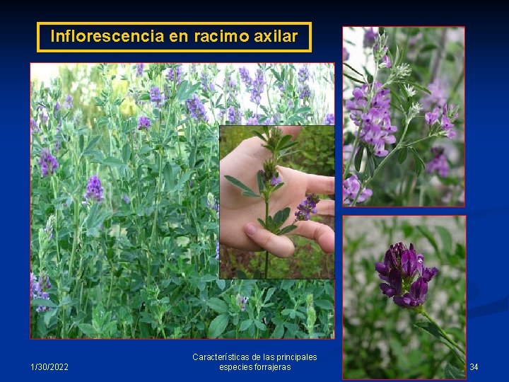 Inflorescencia en racimo axilar 1/30/2022 Características de las principales especies forrajeras 34 