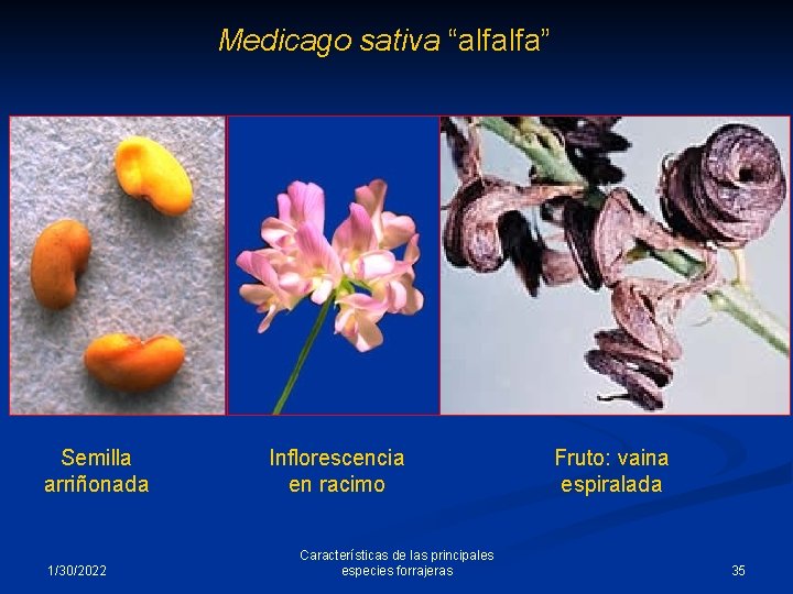 Medicago sativa “alfalfa” Semilla arriñonada 1/30/2022 Inflorescencia en racimo Características de las principales especies