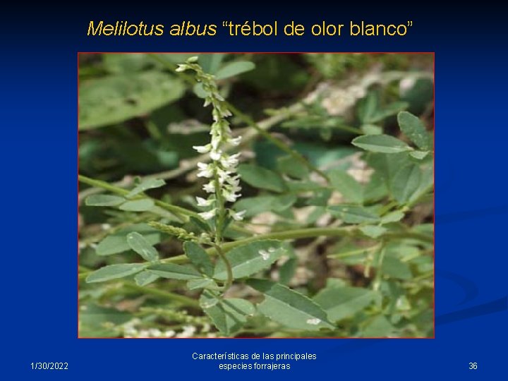 Melilotus albus “trébol de olor blanco” 1/30/2022 Características de las principales especies forrajeras 36