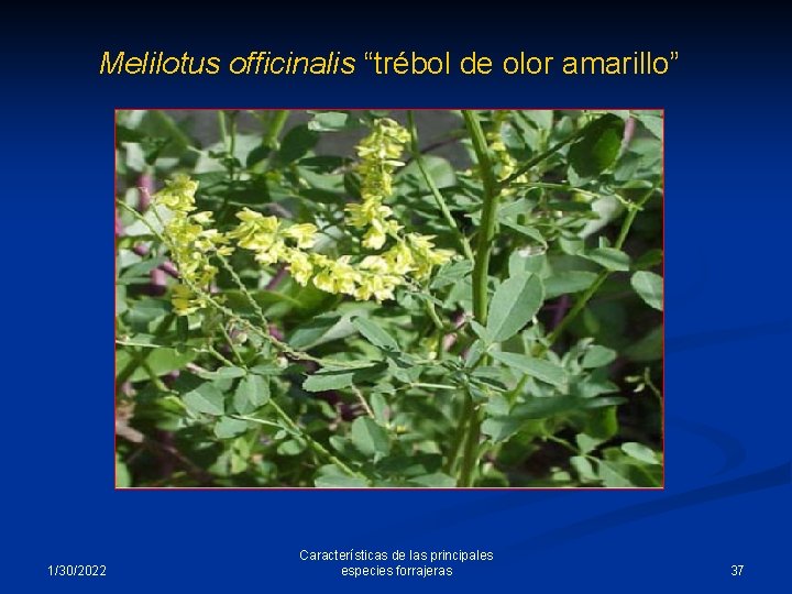 Melilotus officinalis “trébol de olor amarillo” 1/30/2022 Características de las principales especies forrajeras 37