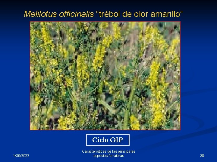 Melilotus officinalis “trébol de olor amarillo” Ciclo OIP 1/30/2022 Características de las principales especies