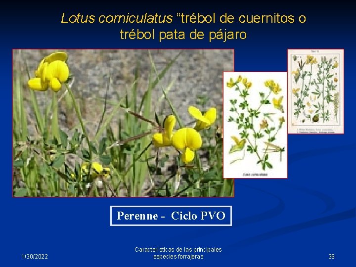 Lotus corniculatus “trébol de cuernitos o trébol pata de pájaro Perenne - Ciclo PVO