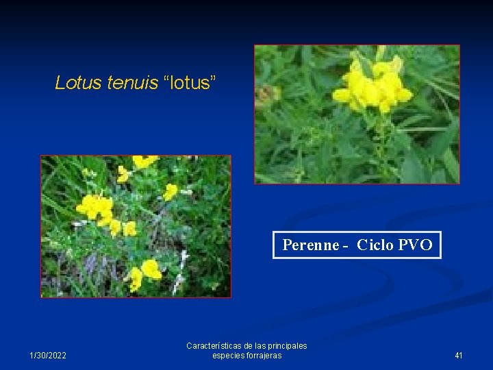 Lotus tenuis “lotus” Perenne - Ciclo PVO 1/30/2022 Características de las principales especies forrajeras