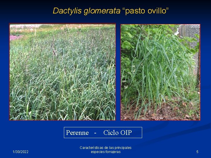 Dactylis glomerata “pasto ovillo” Perenne 1/30/2022 Ciclo OIP Características de las principales especies forrajeras