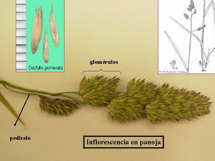 glomérulos pedicelo 1/30/2022 Inflorescencia en panoja Características de las principales especies forrajeras 6 