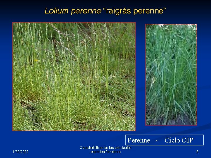 Lolium perenne “raigrás perenne” Perenne 1/30/2022 Características de las principales especies forrajeras Ciclo OIP