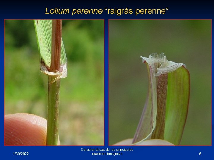 Lolium perenne “raigrás perenne” 1/30/2022 Características de las principales especies forrajeras 9 