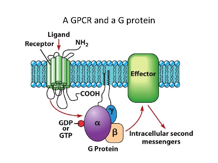 A GPCR and a G protein 