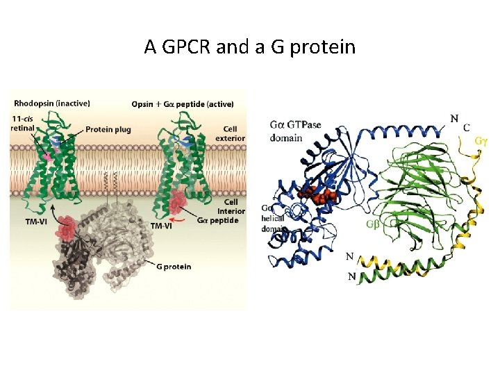 A GPCR and a G protein 