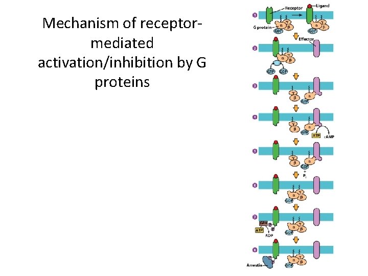 Mechanism of receptormediated activation/inhibition by G proteins 