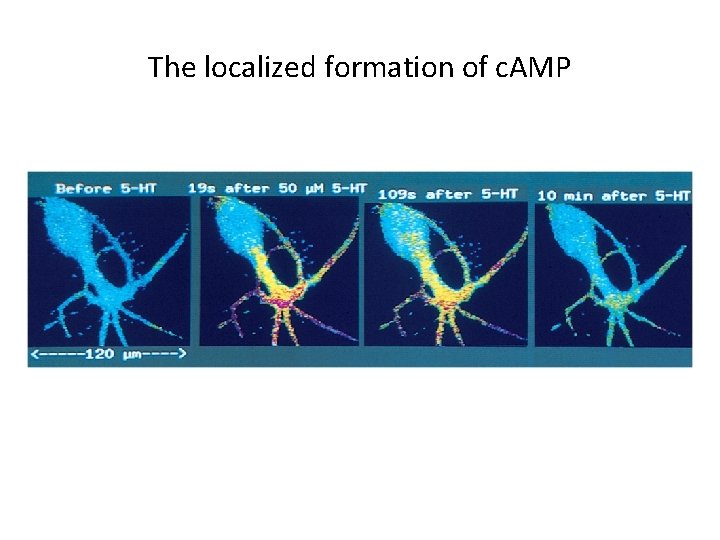 The localized formation of c. AMP 