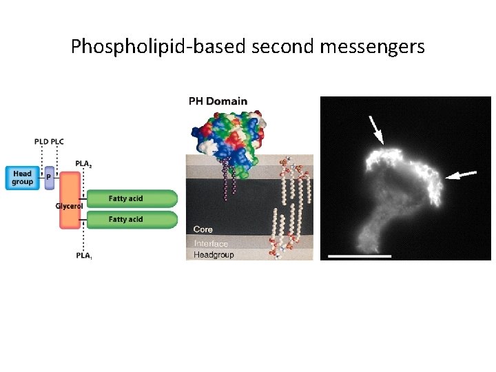 Phospholipid-based second messengers 