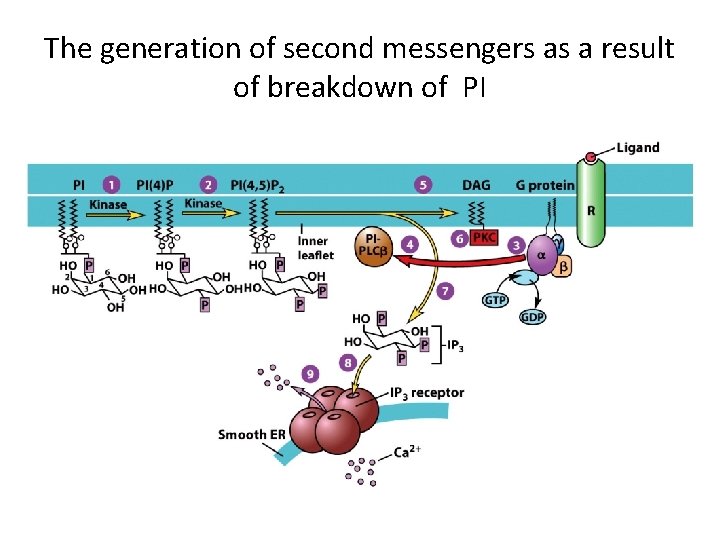 The generation of second messengers as a result of breakdown of PI 