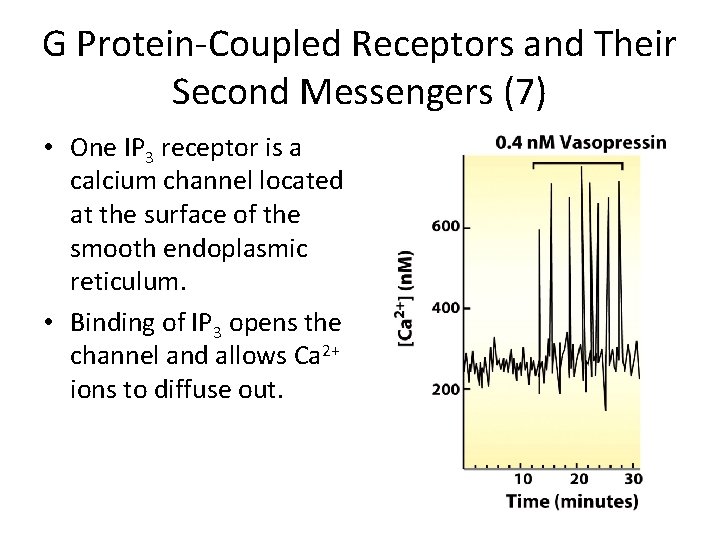 G Protein-Coupled Receptors and Their Second Messengers (7) • One IP 3 receptor is