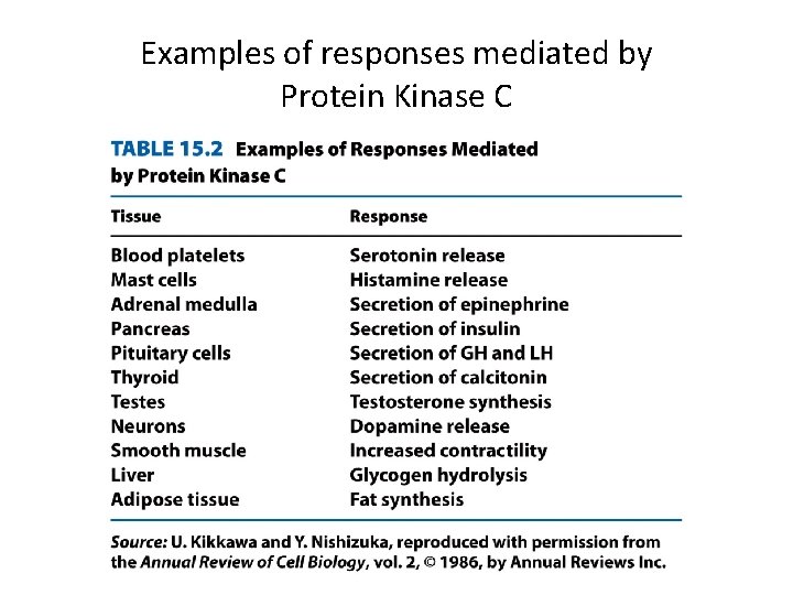 Examples of responses mediated by Protein Kinase C 