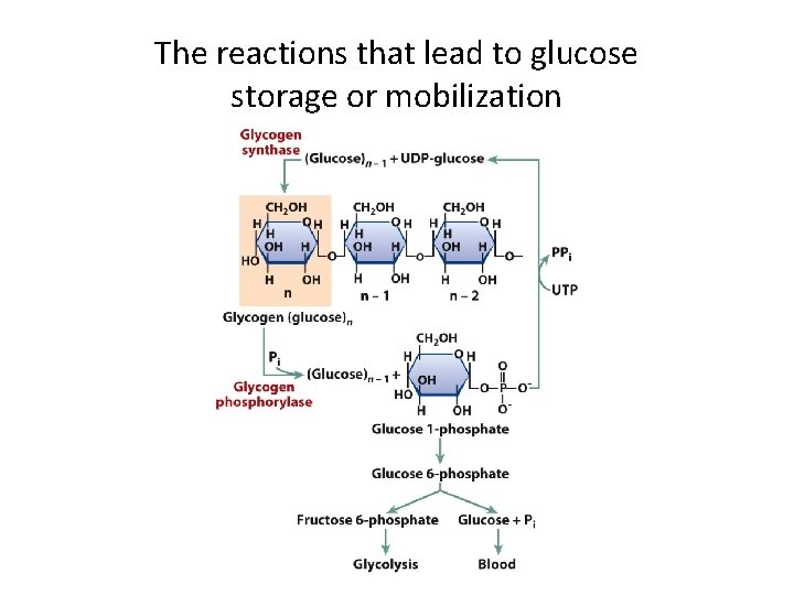 The reactions that lead to glucose storage or mobilization 