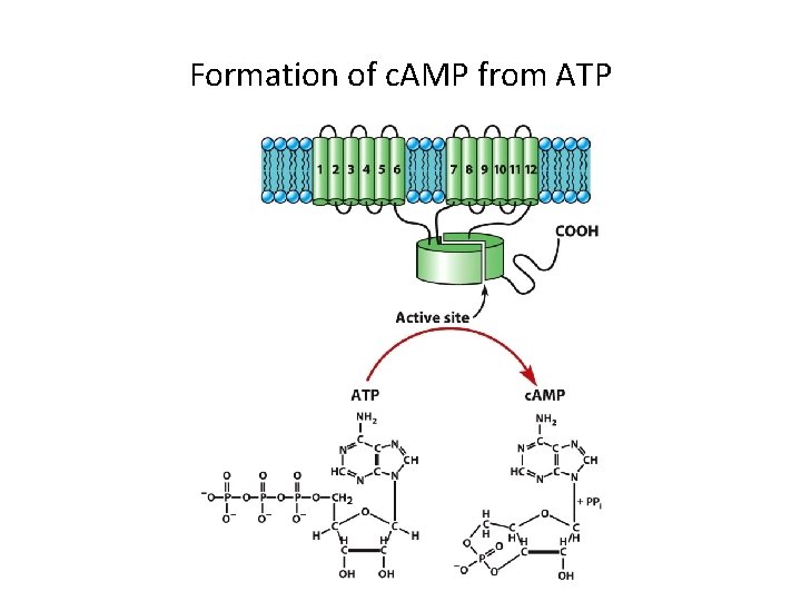 Formation of c. AMP from ATP 