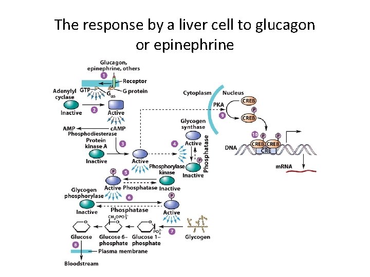 The response by a liver cell to glucagon or epinephrine 