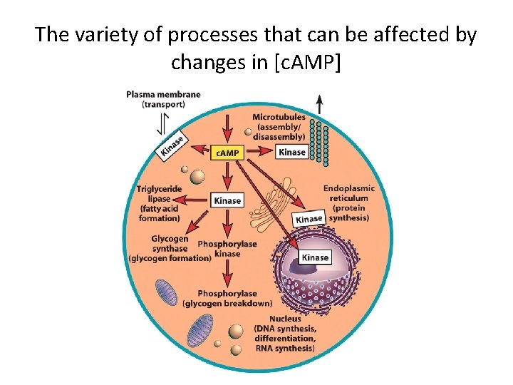 The variety of processes that can be affected by changes in [c. AMP] 