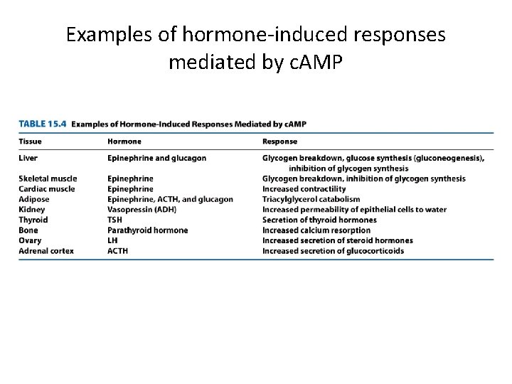 Examples of hormone-induced responses mediated by c. AMP 