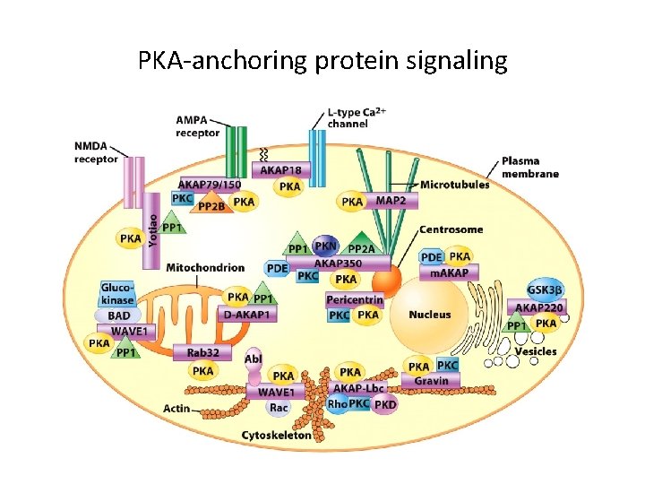 PKA-anchoring protein signaling 