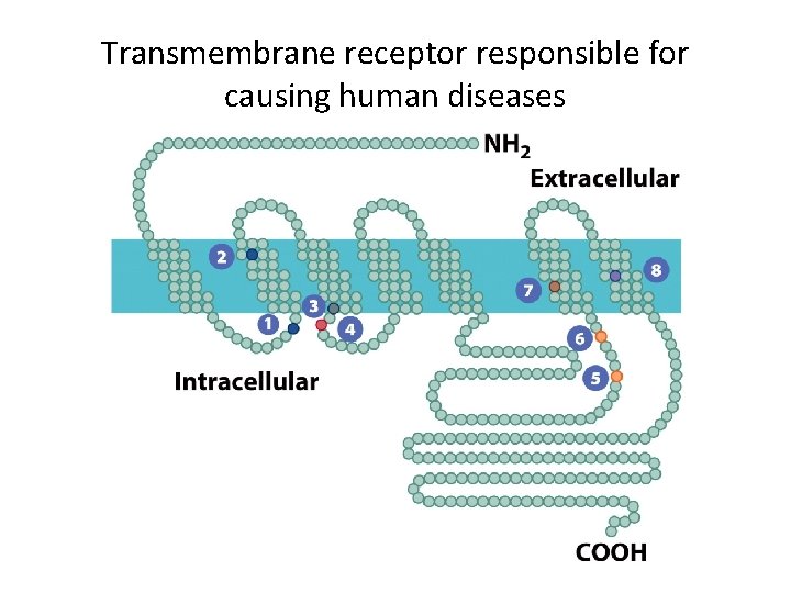 Transmembrane receptor responsible for causing human diseases 