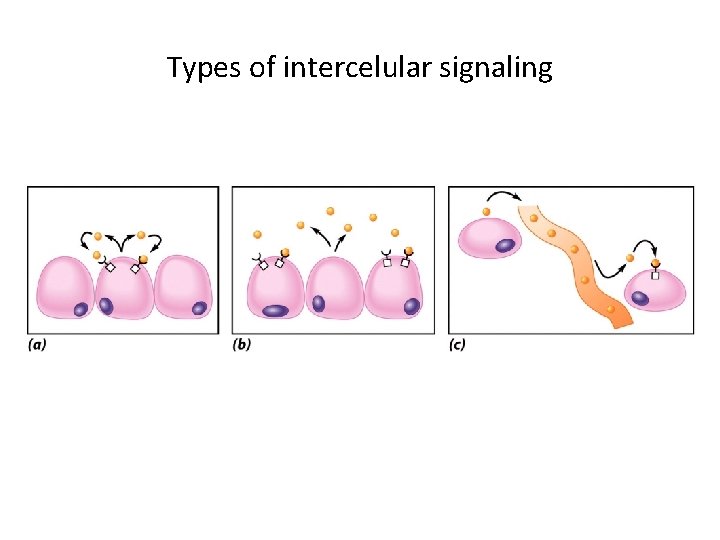 Types of intercelular signaling 