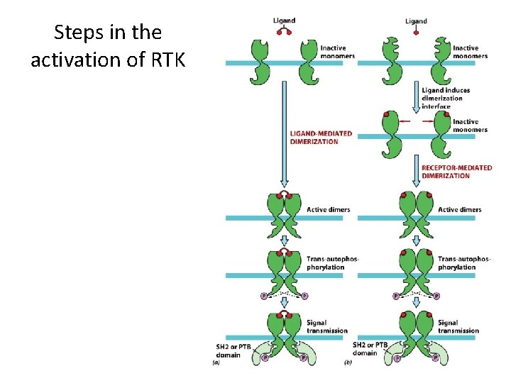Steps in the activation of RTK 