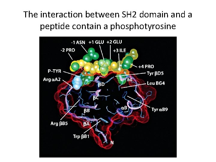 The interaction between SH 2 domain and a peptide contain a phosphotyrosine 