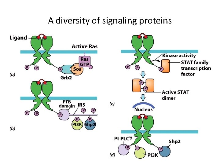 A diversity of signaling proteins 