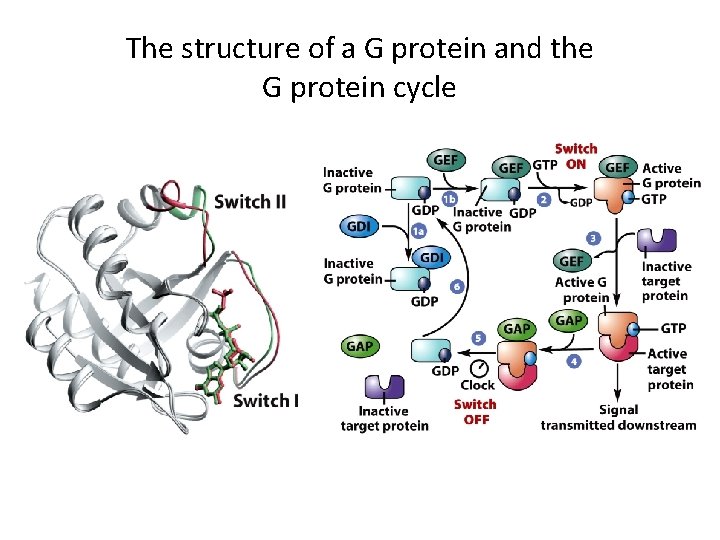 The structure of a G protein and the G protein cycle 