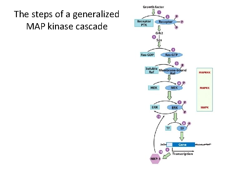 The steps of a generalized MAP kinase cascade 