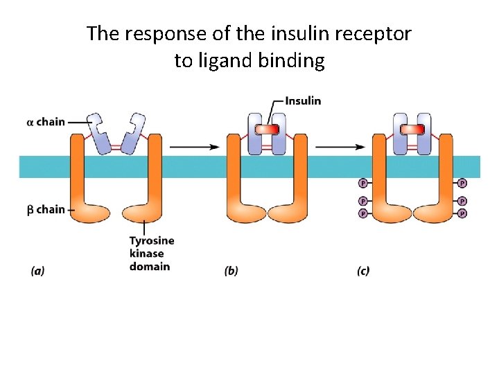 The response of the insulin receptor to ligand binding 