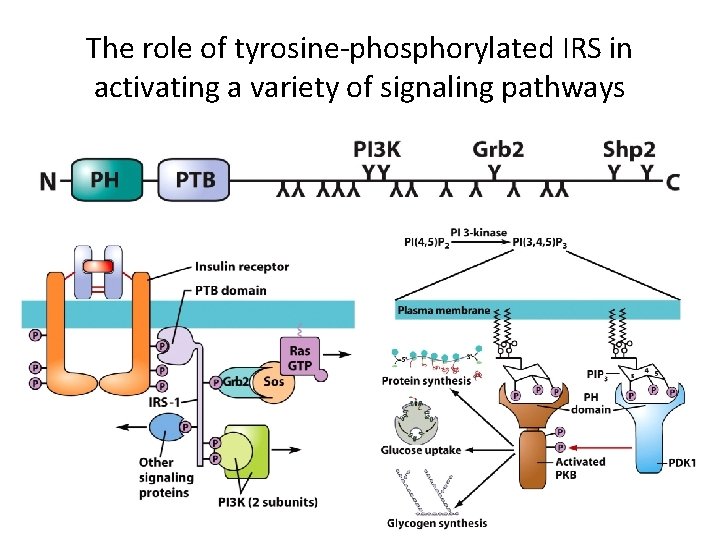 The role of tyrosine-phosphorylated IRS in activating a variety of signaling pathways 