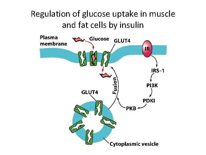 Regulation of glucose uptake in muscle and fat cells by insulin 