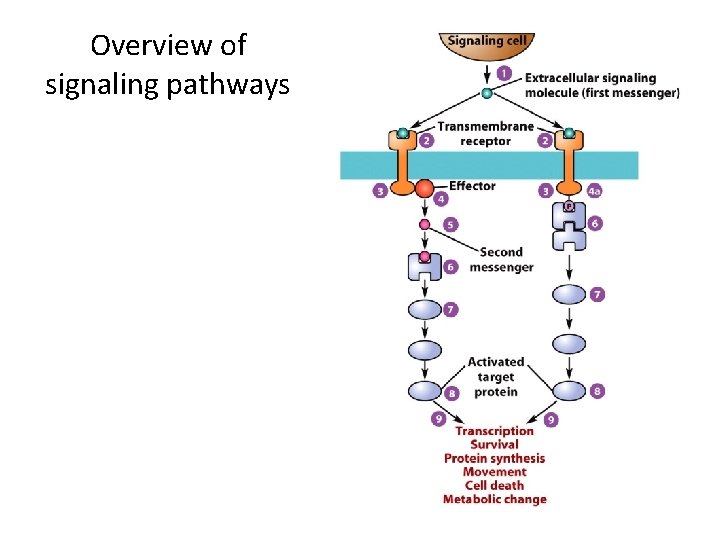 Overview of signaling pathways 