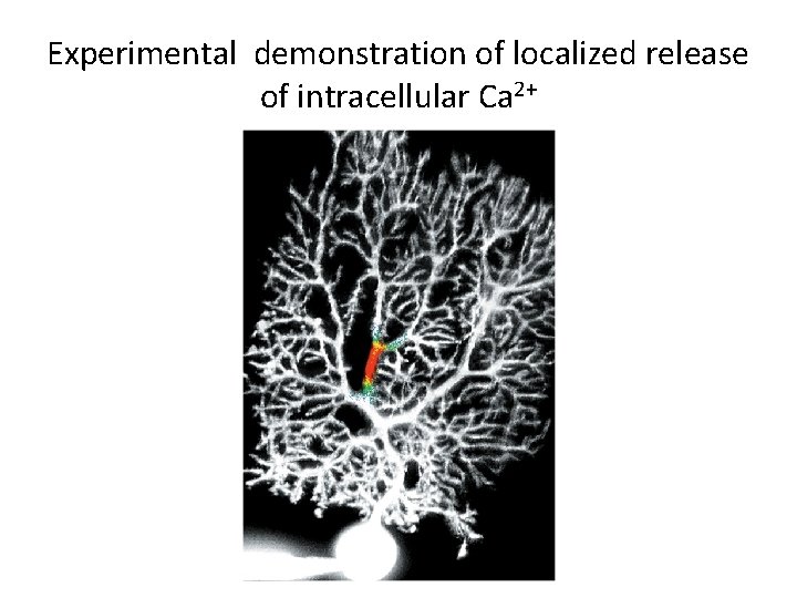 Experimental demonstration of localized release of intracellular Ca 2+ 