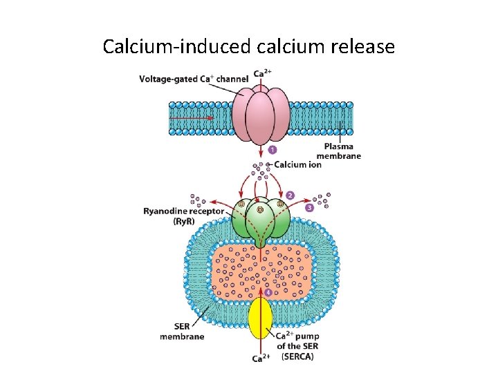 Calcium-induced calcium release 