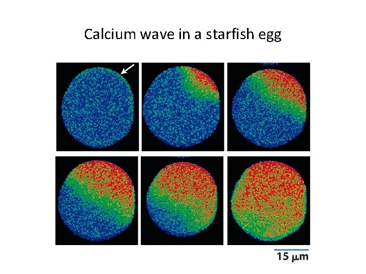 Calcium wave in a starfish egg 